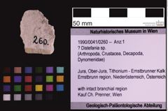 Foto (Objekt + Etiketten) von ? Distefania sp. (NHMW-GEO-1990-0041-0260)